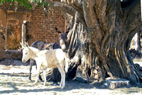 2 Burros by the strangler tree by the old whore house