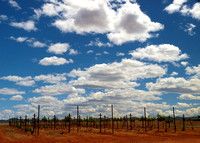 vineyard sky