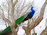 peacock-tree-54-2