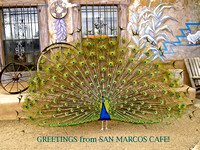 Peacock-welcome-