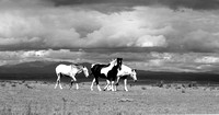 3-Horses-Galisteo-18x9