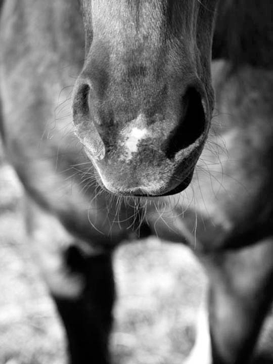 a horse nose b:w