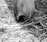 horse nose b:w